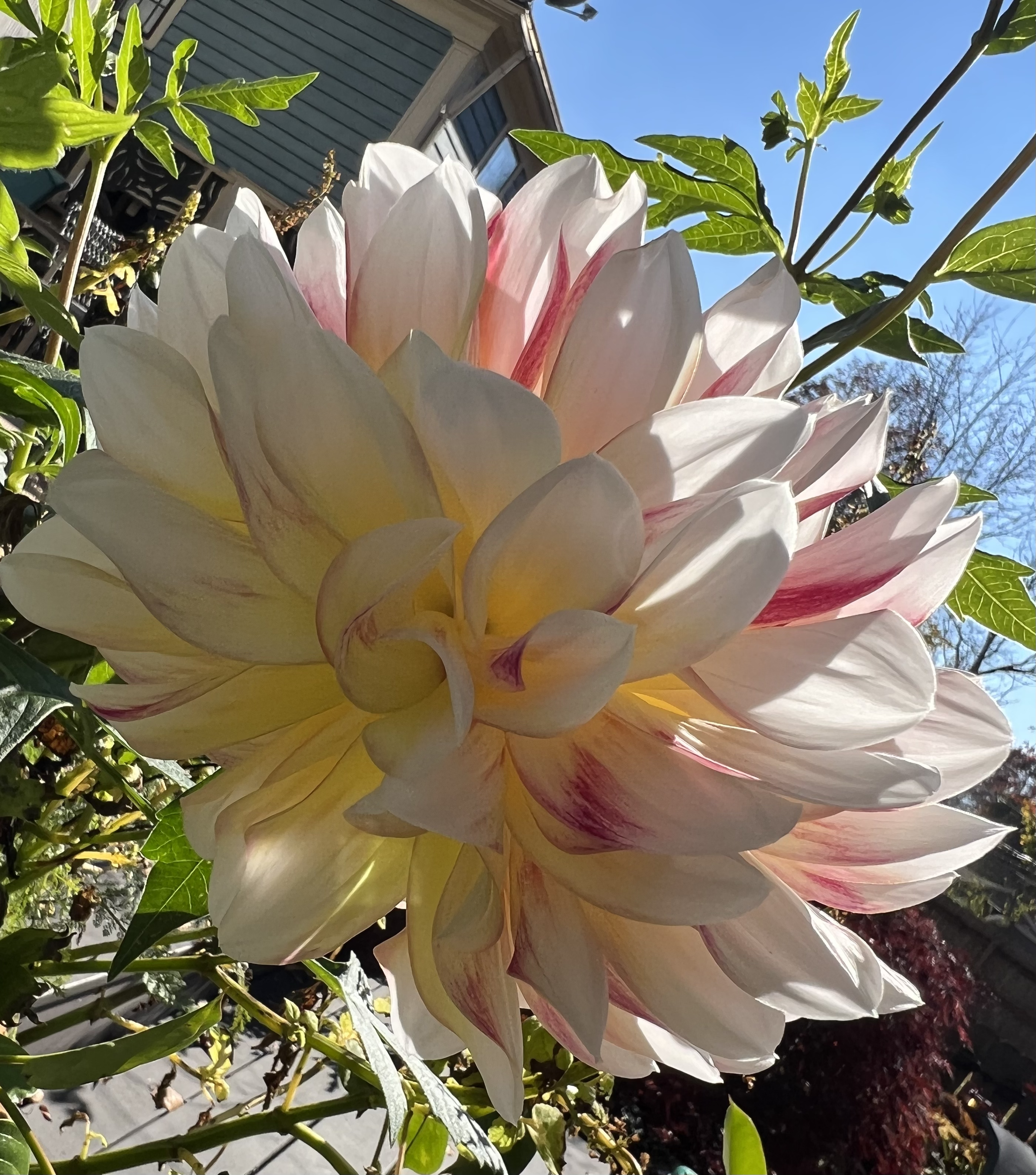 flowers on a tree bed